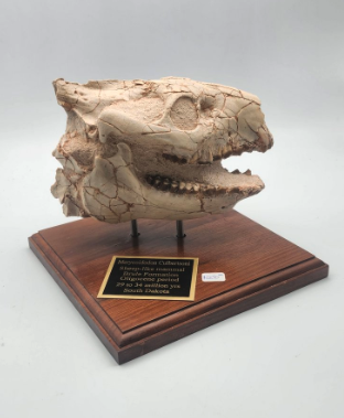 Merycoidon Culbertson Skull by Rocky Mountain Mining Co.